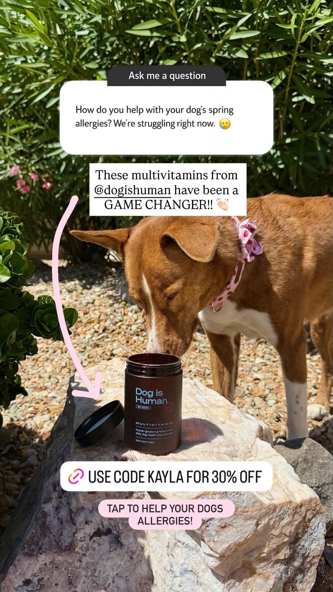Dog is Human Facebook ad