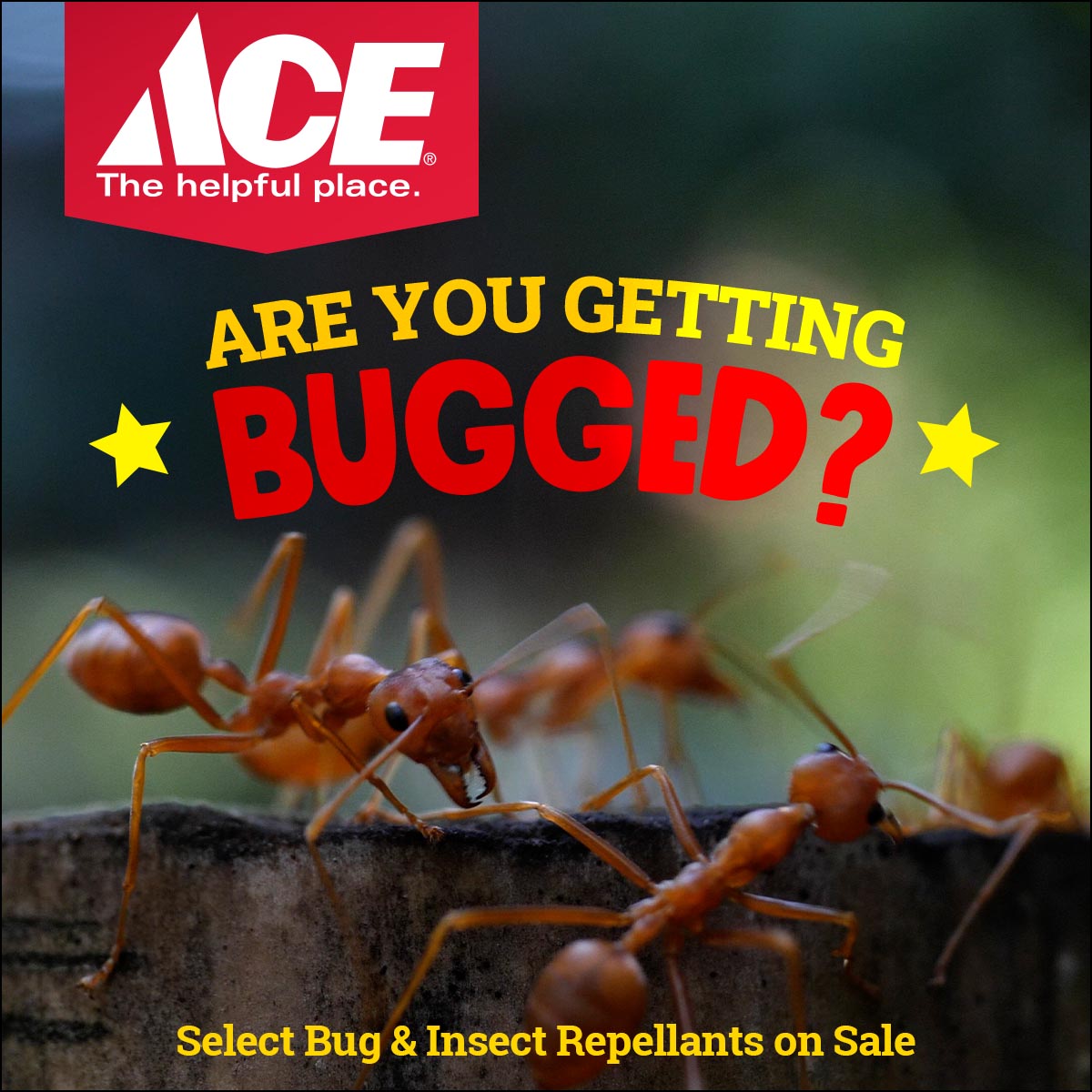 Houston Ace Hardware Facebook ad: Keep Bugs Out This Summer