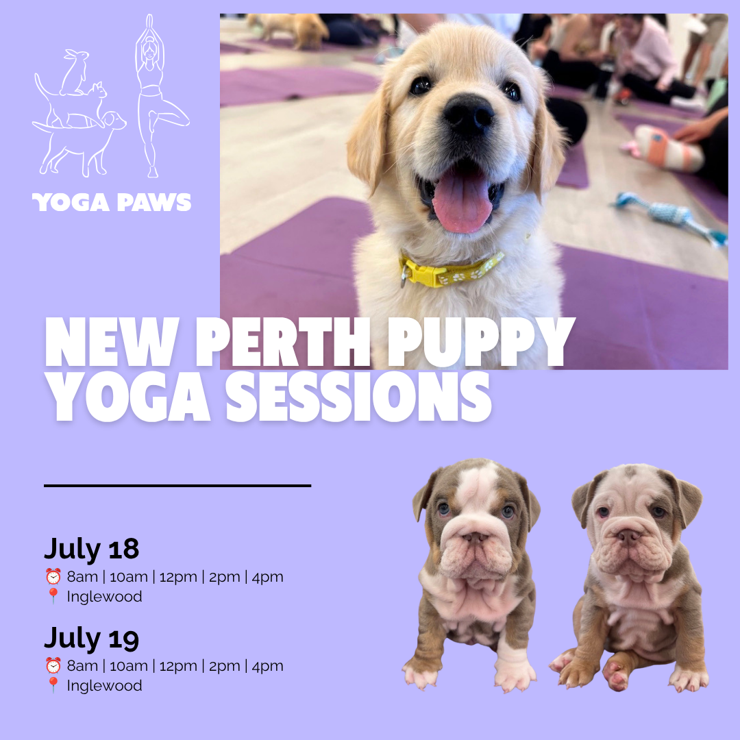 Yoga Paws Facebook ad