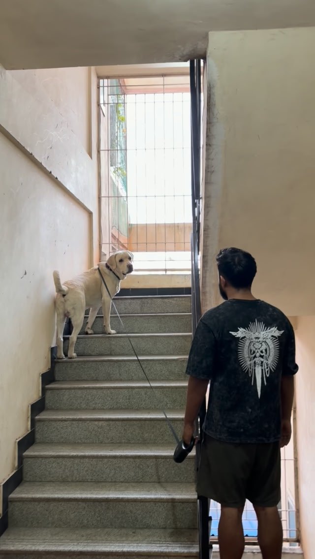 jimmydoggo_ Facebook ad: Some days you just know something’s off, even…