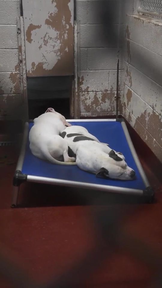 Hounds in Pounds, Inc Facebook ad: At Hounds in Pounds, we lead a movement…