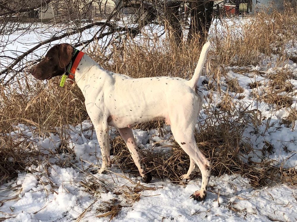 Yelp for Business - Omaha Facebook ad: Armbrust Hunting Dog Kennels