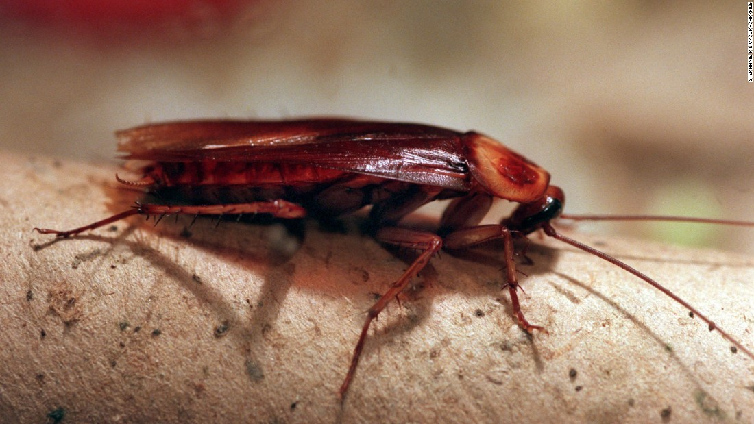 Critter Getters Pest Control Facebook ad: Your Quality Pro Certified Pest, Wildlife and Environmental…