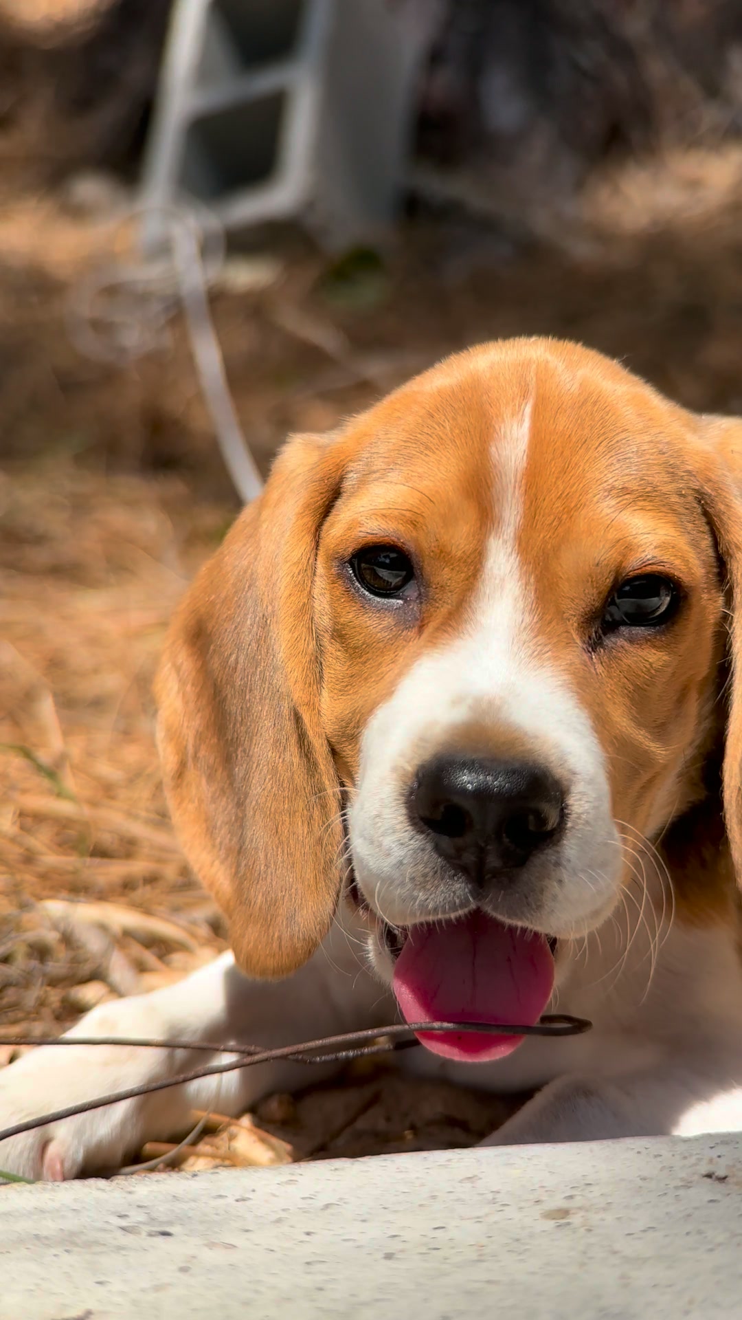 Matthew Smith Facebook ad: Too Cute To Scroll Past