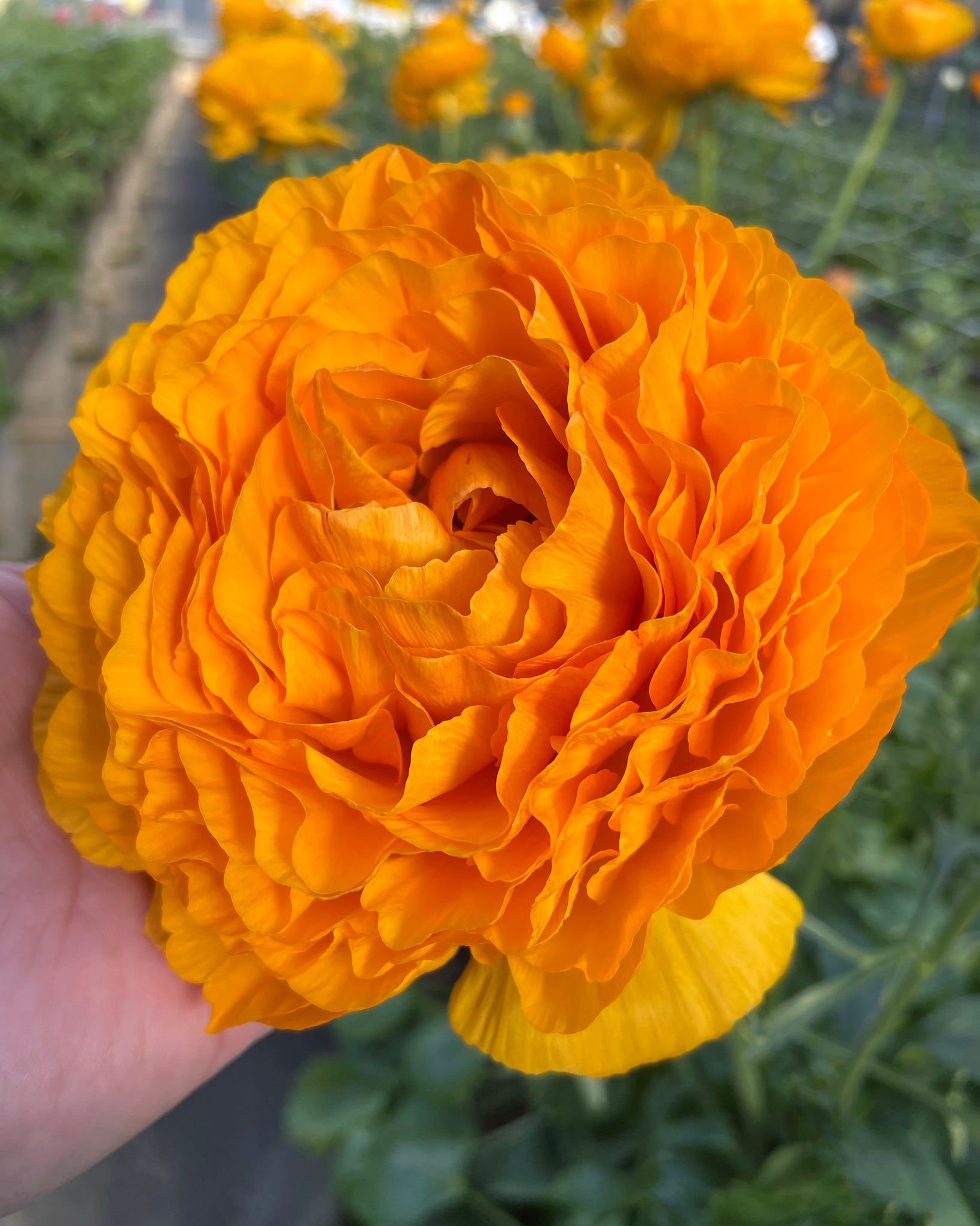 Farmer Gracy Facebook ad: Serious gardeners shop at FG