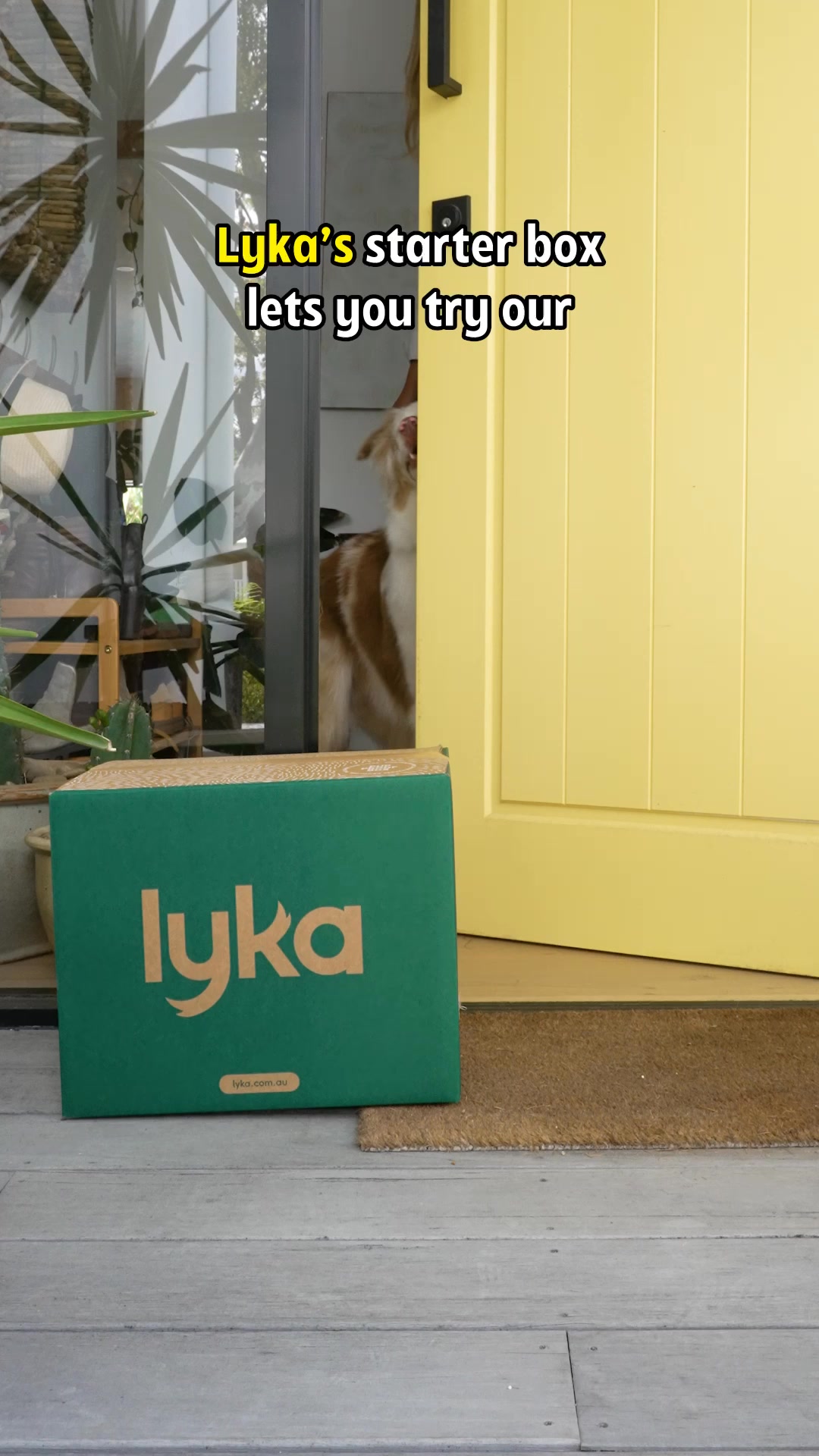 Lyka Pet Food Facebook ad from Aug 16, 2026