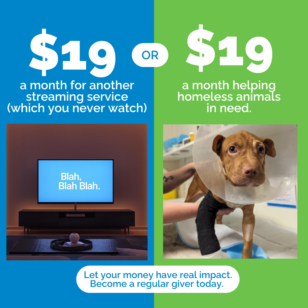 RSPCA South Australia Facebook ad