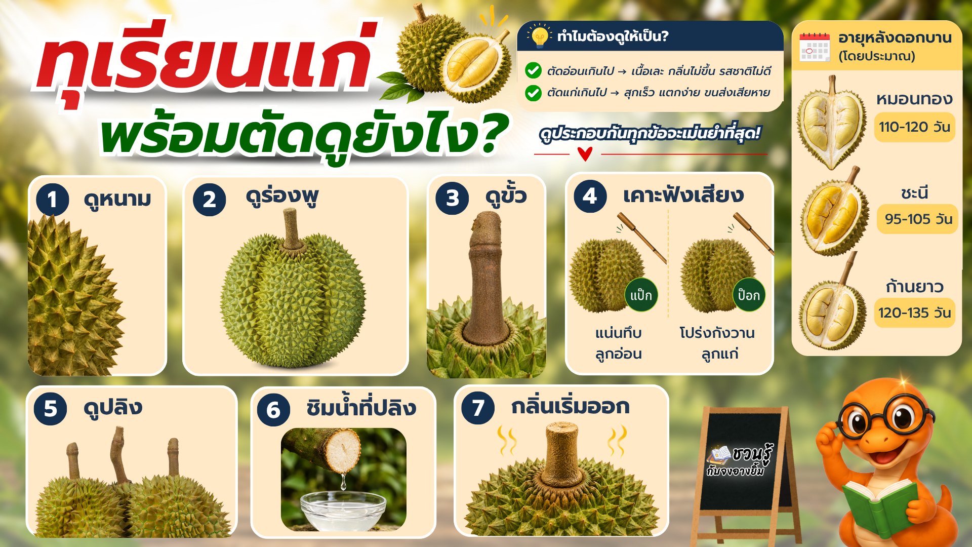 ปุ๋ย ตรา จงอางยิ้ม - เพจหลักบริษัท Facebook ad: วิธีดู ทุเรียนแก่พร้อมตัด
