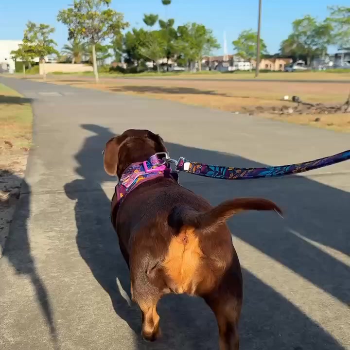 Dizzy Dog Collars Facebook ad from Feb 15, 2026