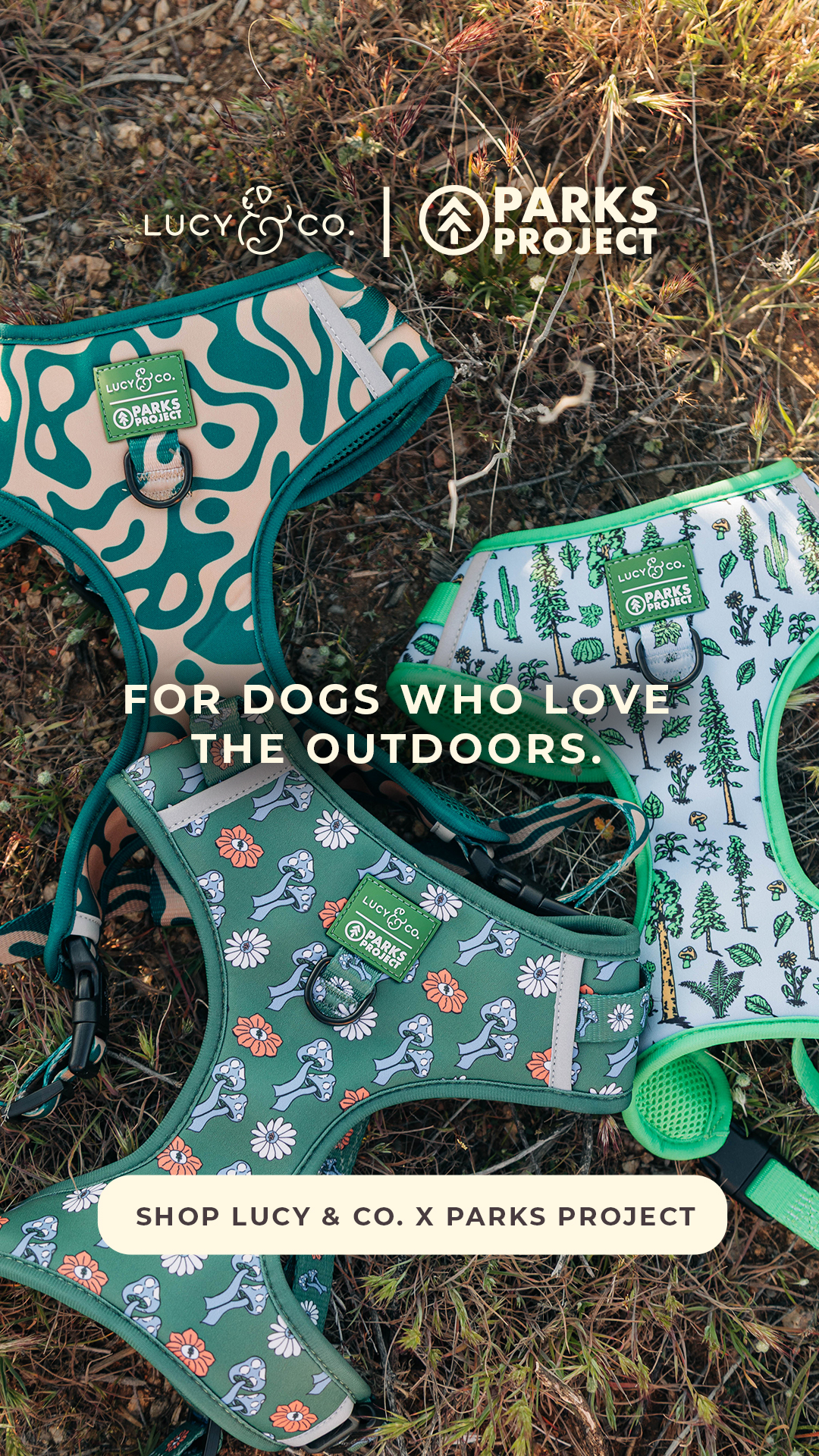 Lucy & Co. Facebook ad