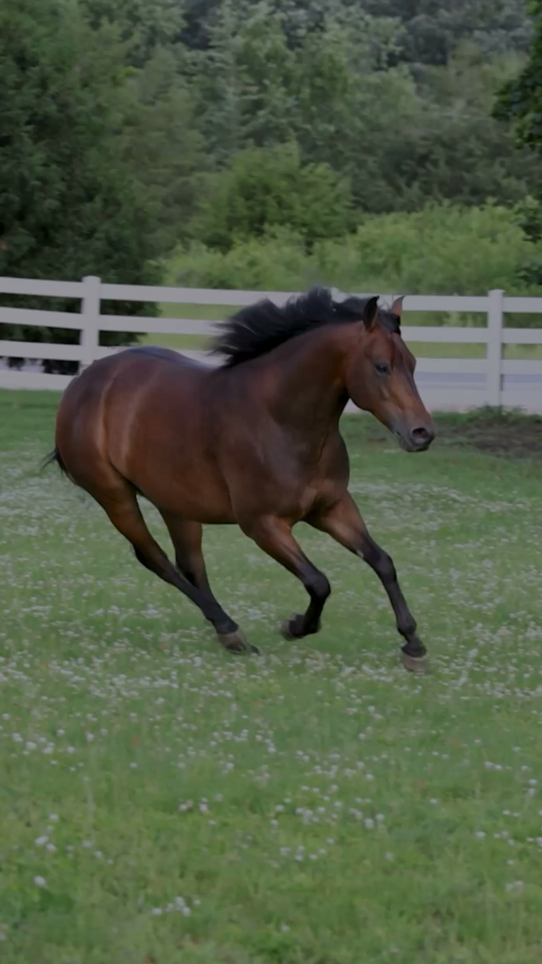 Tribute Equine Nutrition Facebook ad: Ready to feed Tribute?