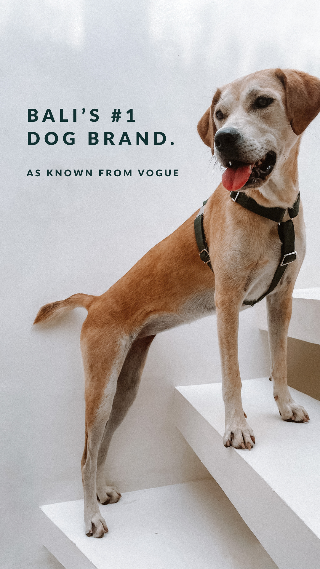 Kali Dogwear Facebook ad