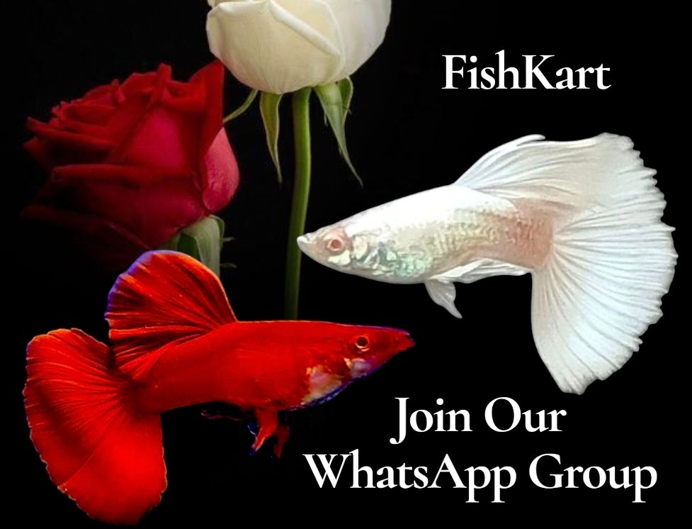 Fishkart Facebook ad: Join Our FishKart Fancy Guppies WhatsApp Group!