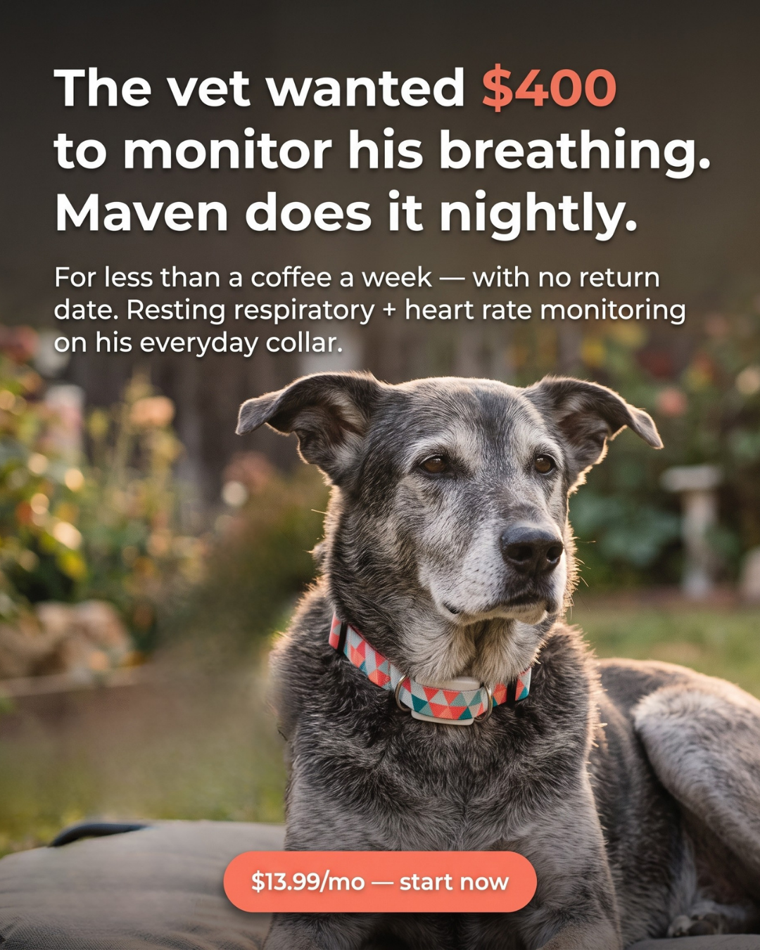 Maven Pet Facebook ad