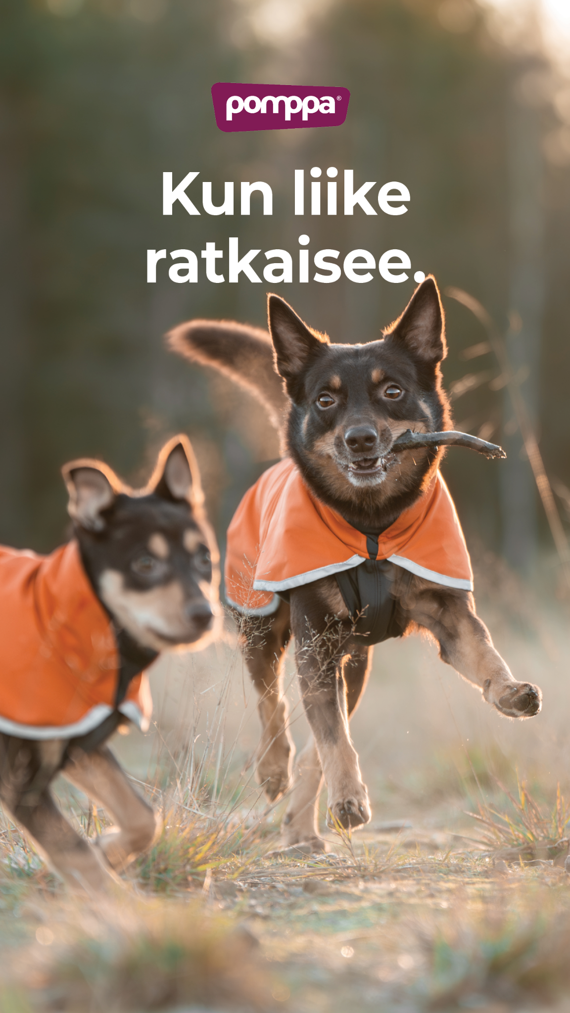 Pomppa Dogwear Facebook ad from Jun 22, 2026