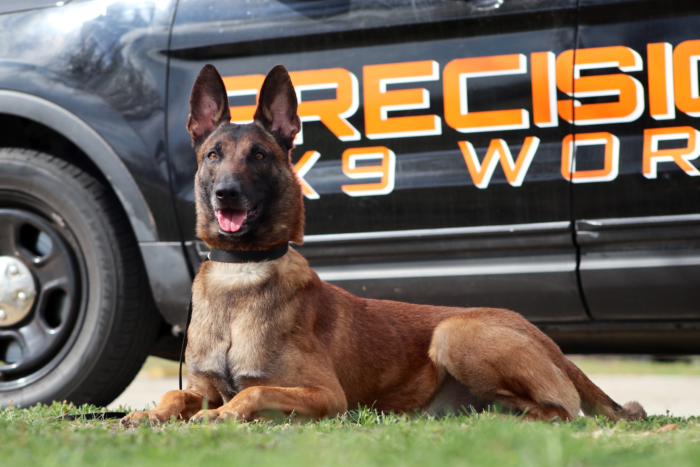 Precision K9 Work Facebook ad: Board & Train
