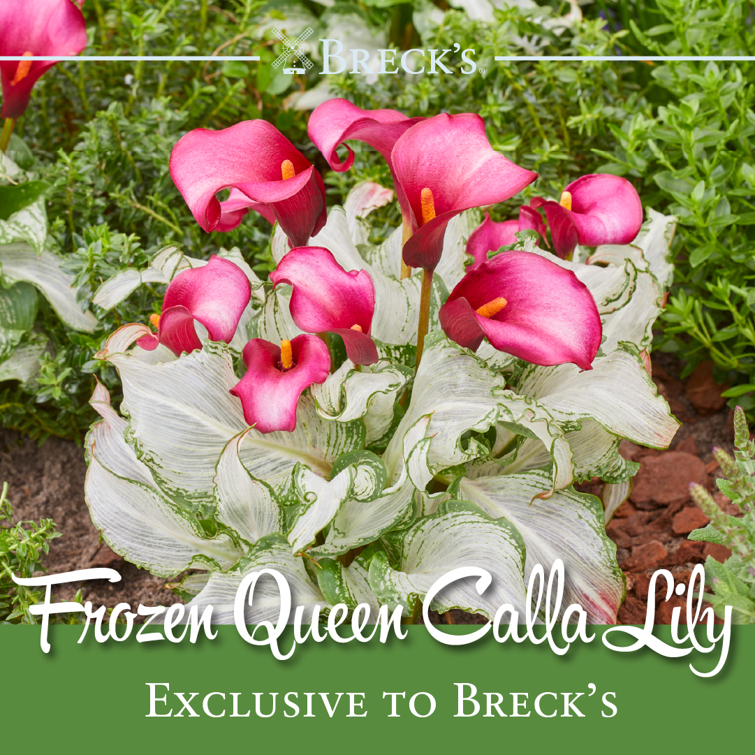 Breck's Bulbs Facebook ad