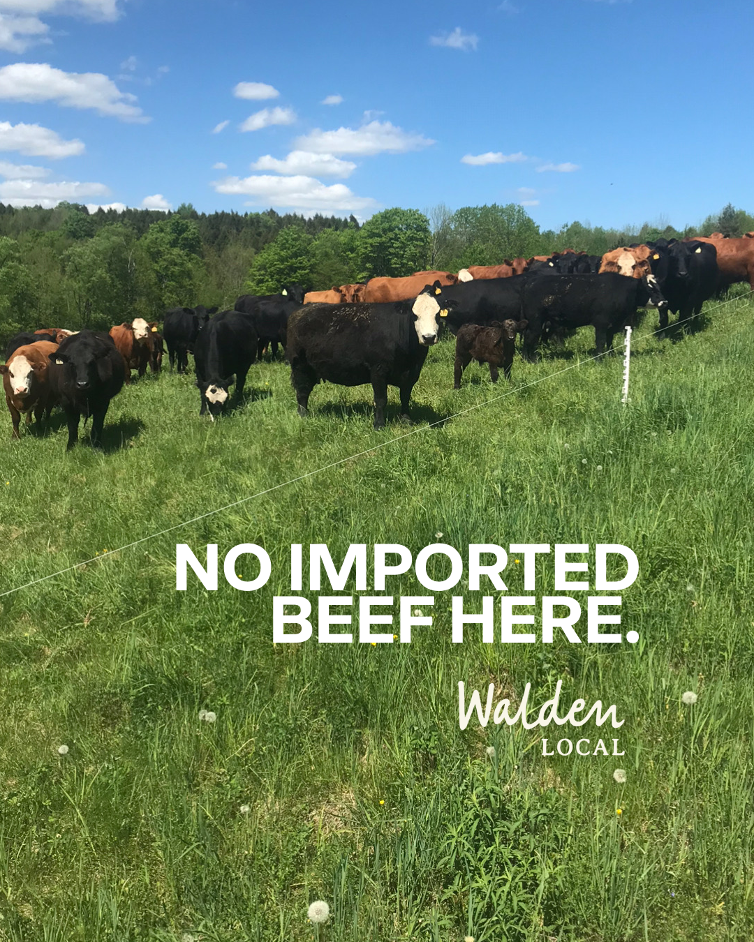 Walden Local Meat Co. Facebook ad: Break from the herd.