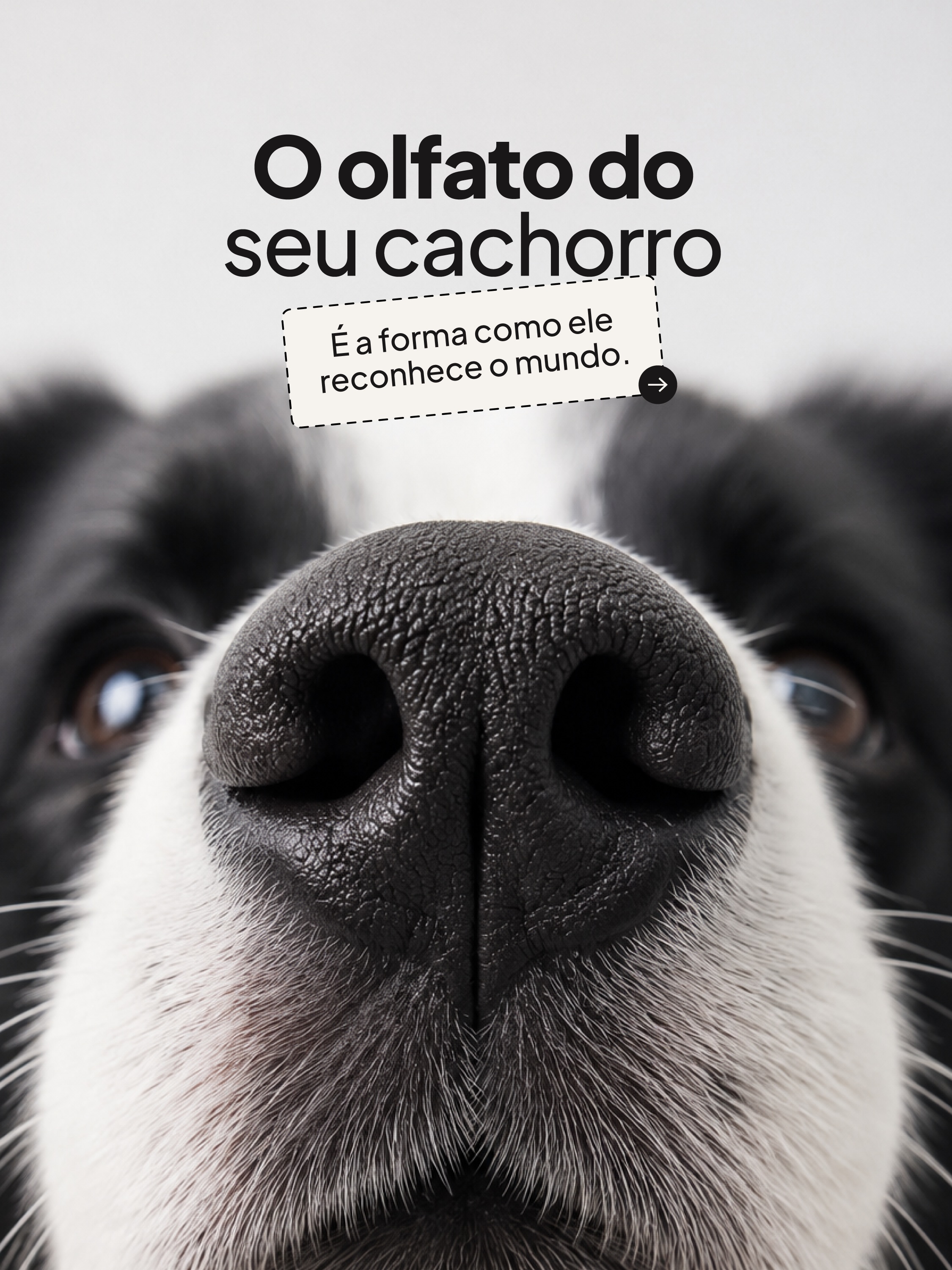 Petz Facebook ad