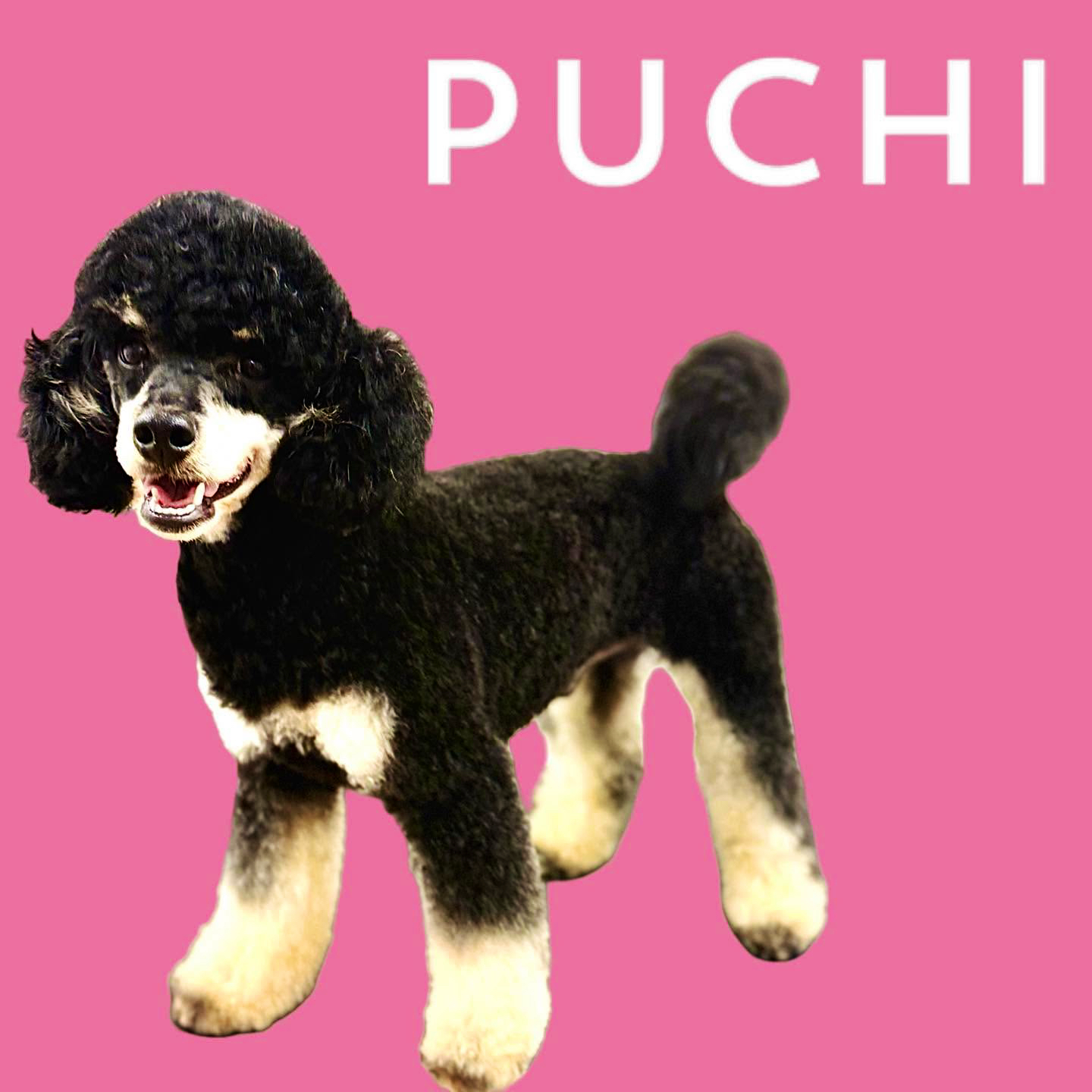 Puchi Dog Grooming Jersey Facebook ad