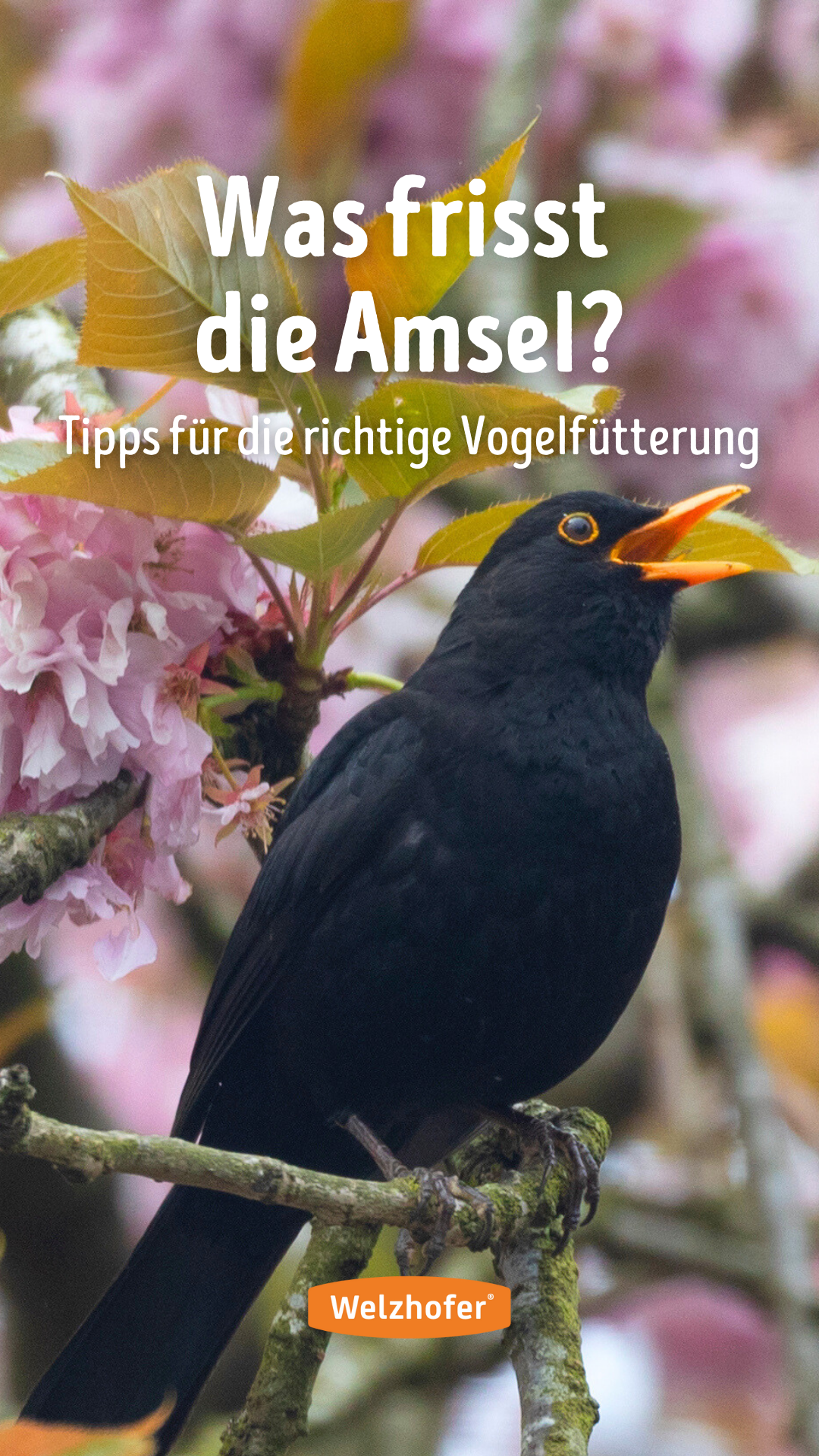 Welzhofer - Heimat für Wildvögel - Facebook ad from Mar 17, 2025