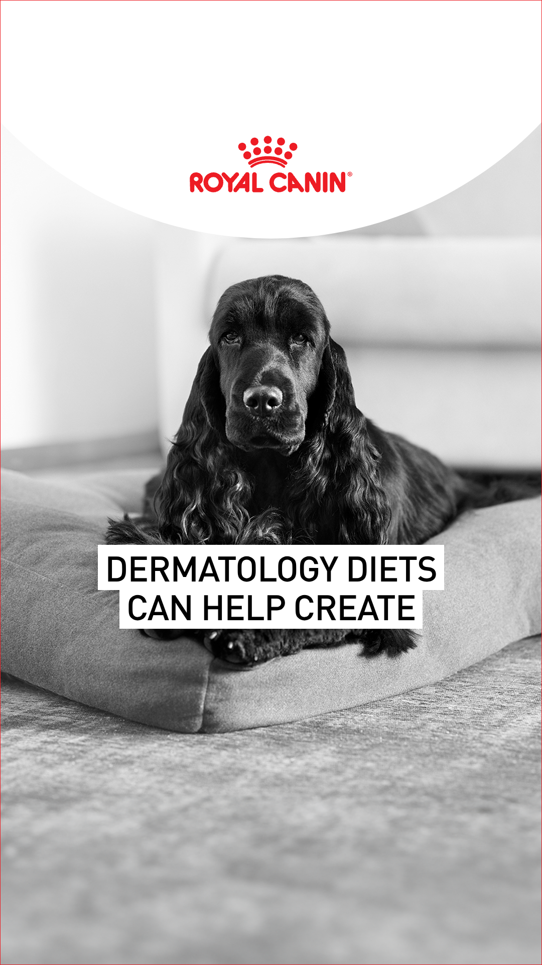 Royal Canin Facebook ad