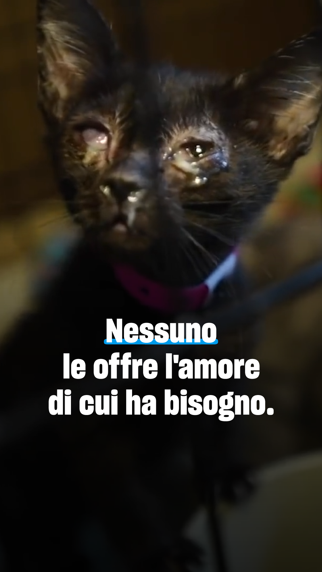 Humane World for Animals Italia Facebook ad