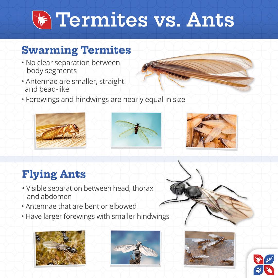 Domyown.com - DIY Pest Control, Lawn Care, and More Facebook ad
