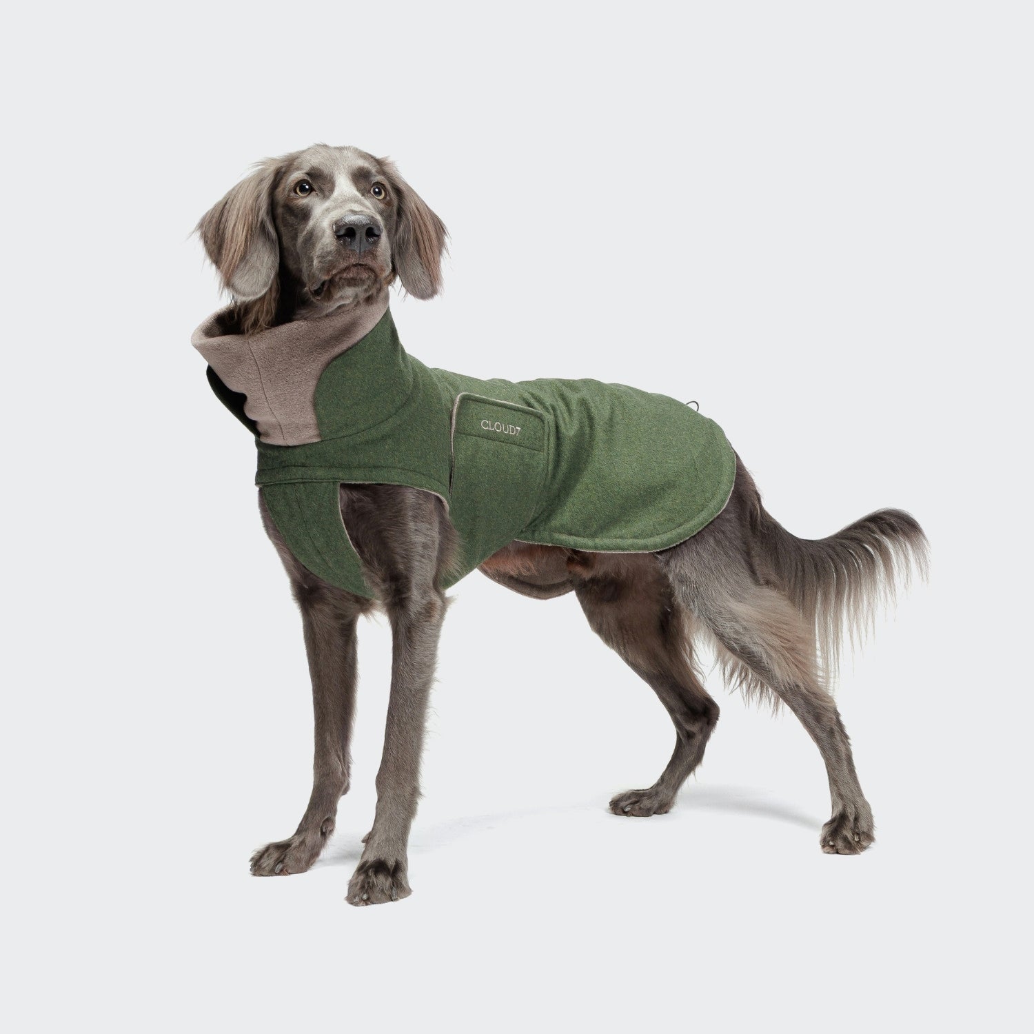 Cloud7 Facebook ad: Designed for life with dogs.