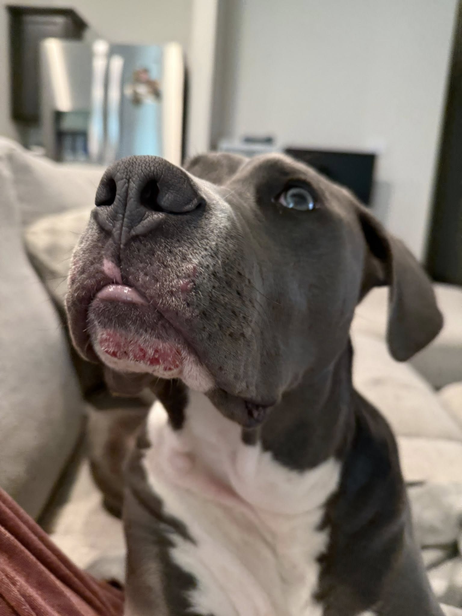 Katie's Dog Mom Diary Facebook ad