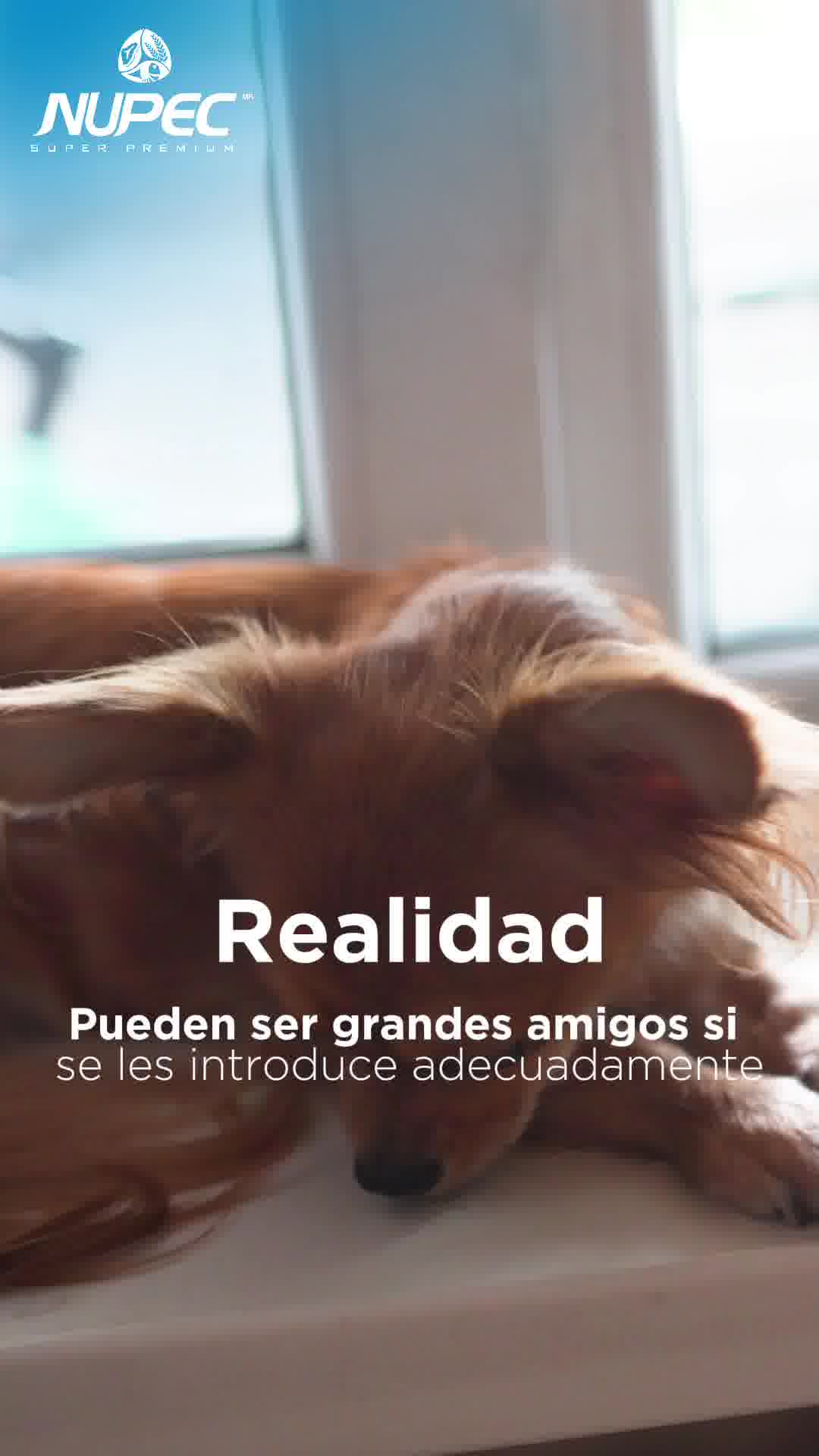 NUPEC México Facebook ad: ¿Como perros y gatos?