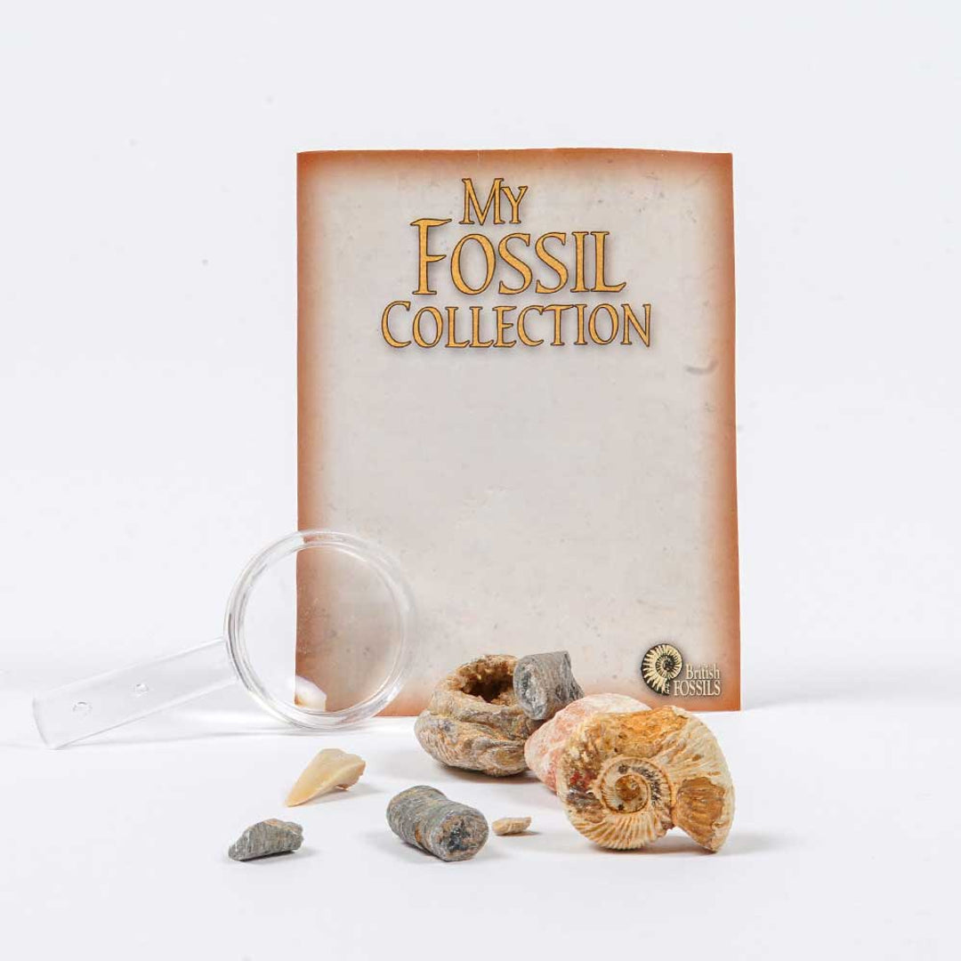 Australian Museum Facebook ad: Shop the Australian Museum collection - home to…