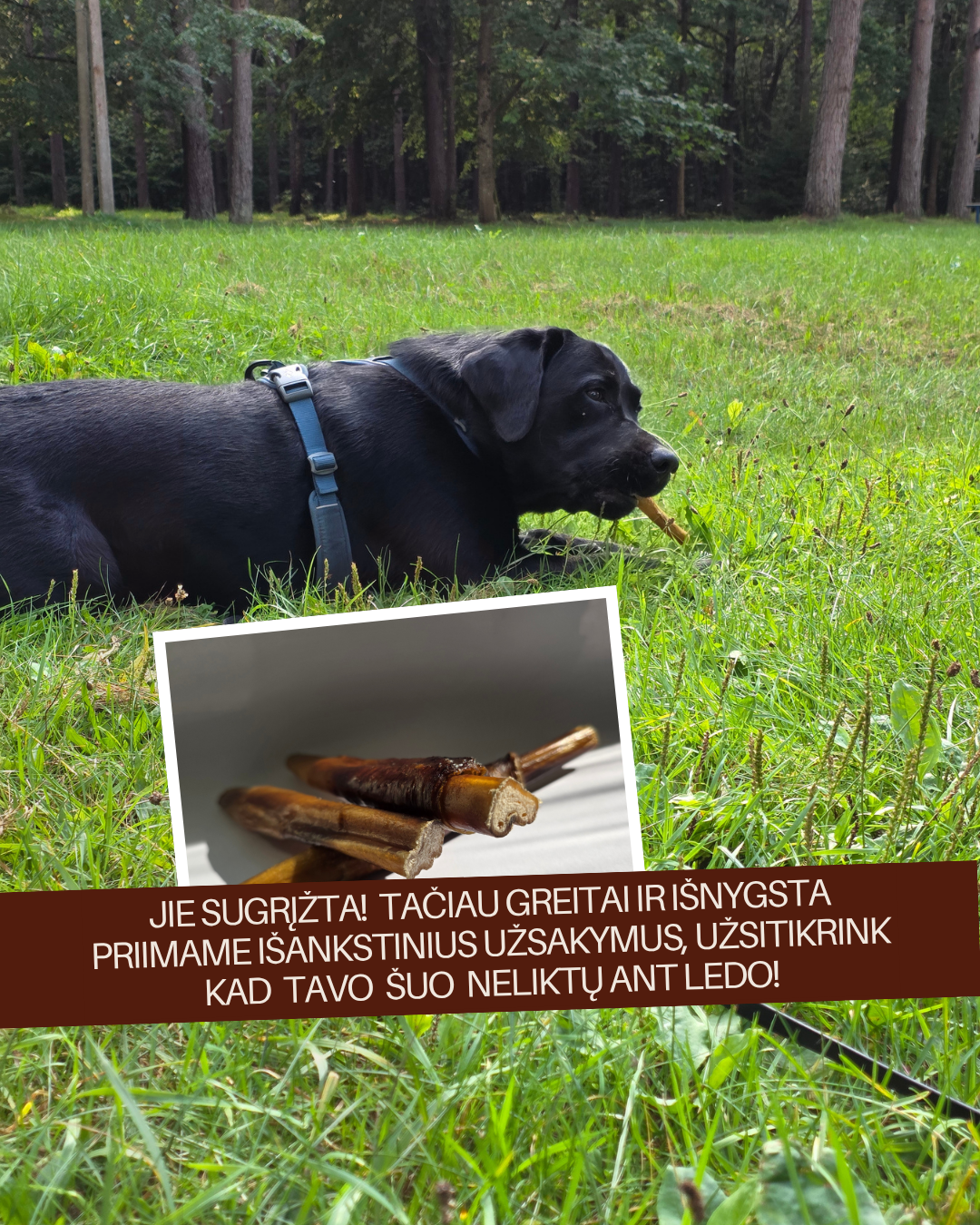 Sweet Pet Facebook ad