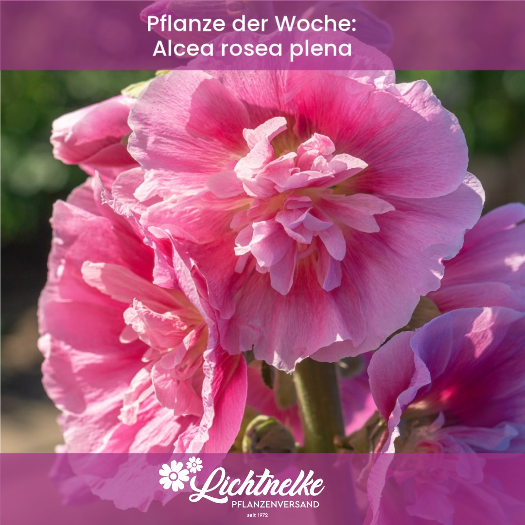 Lichtnelke Pflanzenversand Facebook ad: Unsere Pflanzen der Woche!