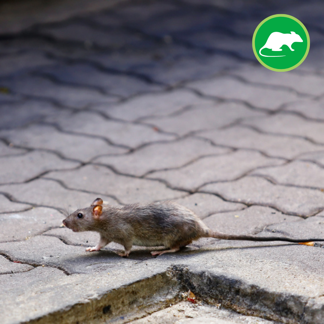 Westside Pest Control Ltd. Facebook ad