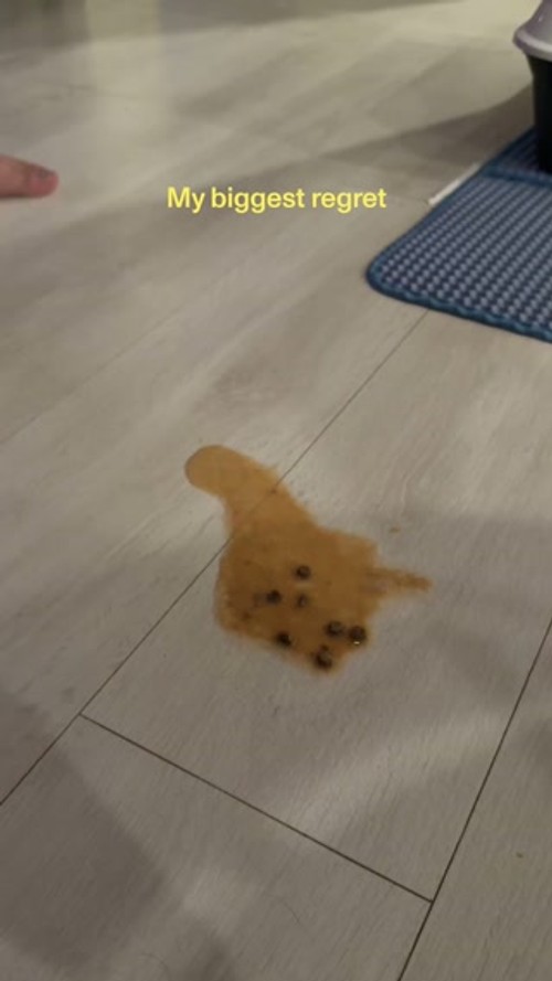 Smalls Facebook ad: Human-Grade Fresh Cat Food