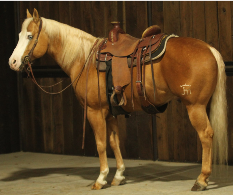 Equine Online Auction Facebook ad: Find Your Dream Horse This Month