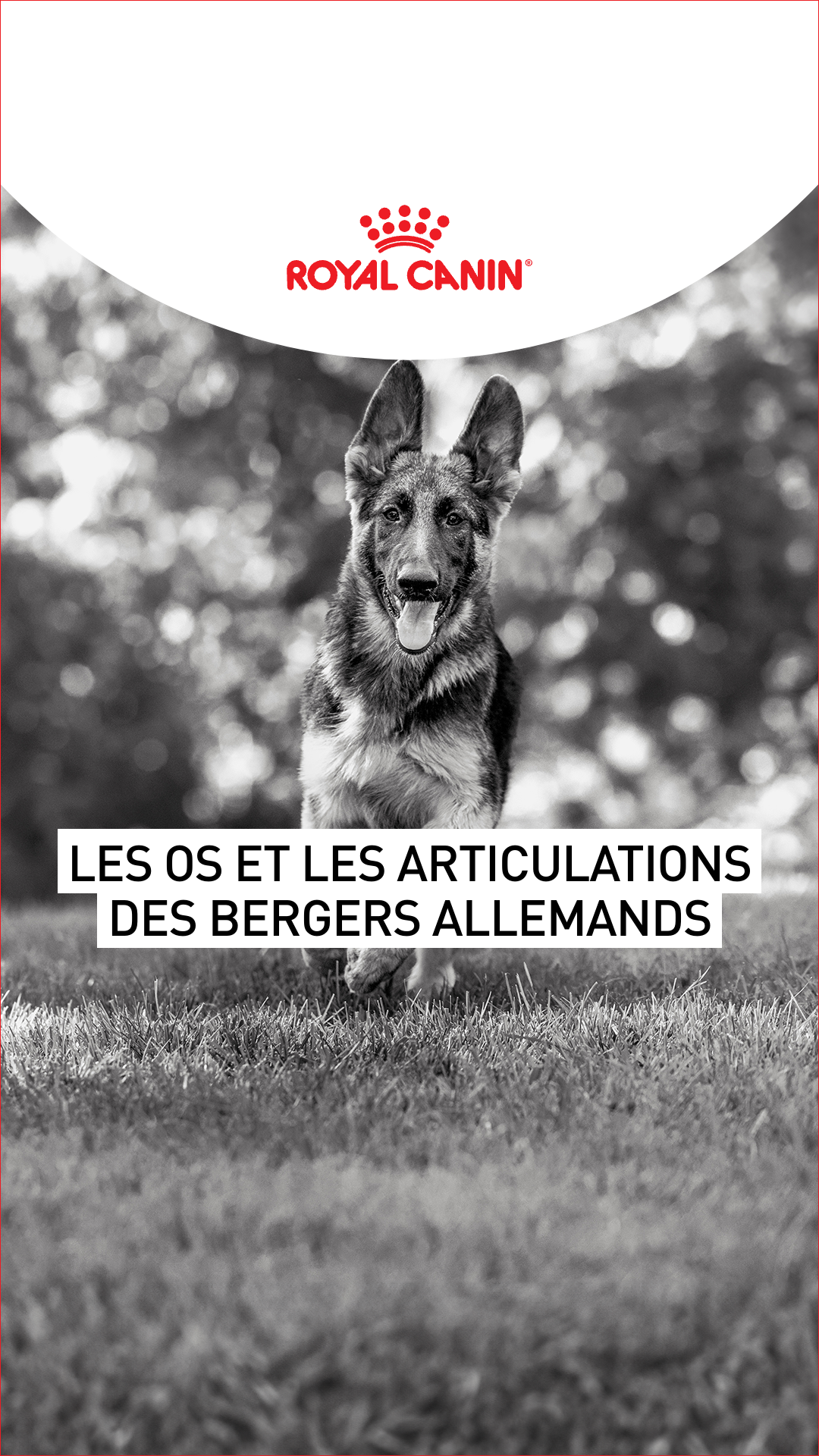 Royal Canin Facebook ad