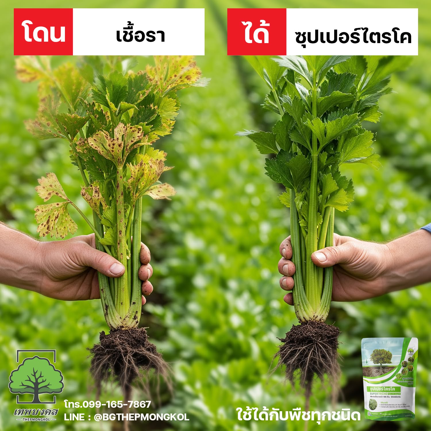 ซุปเปอร์ไตรโค สูตรป้องกันและกำจัดเชื้อรา Facebook ad