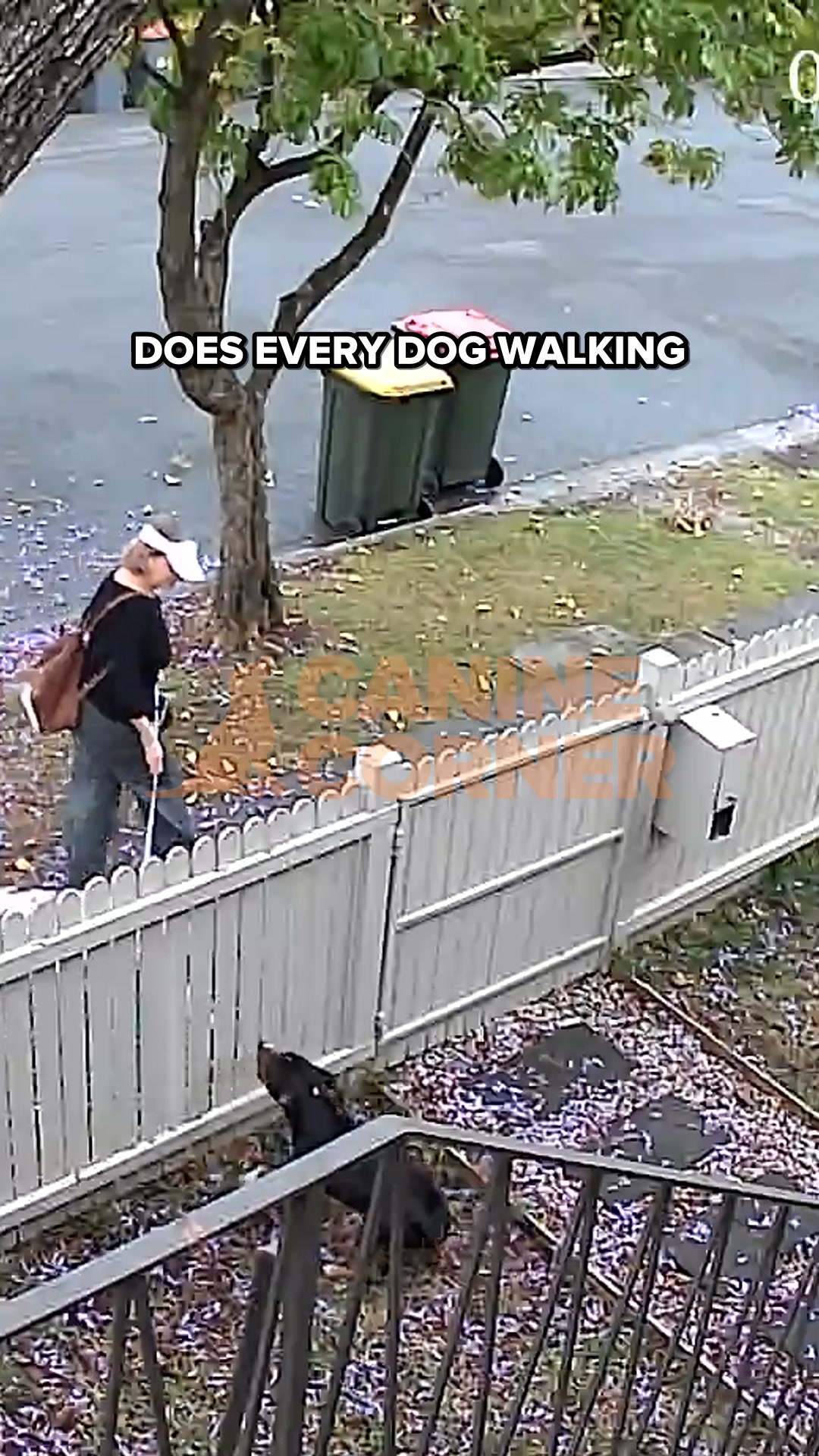 Canine Corner Australia Facebook ad: One bark, a flash, and he walked off