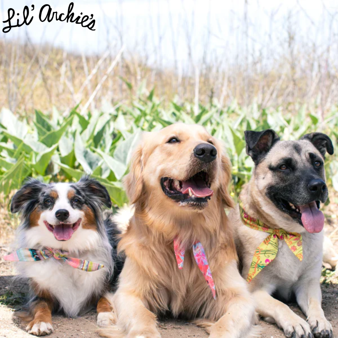 Lil' Archie's Facebook ad: Ready to turn heads at the dog park?