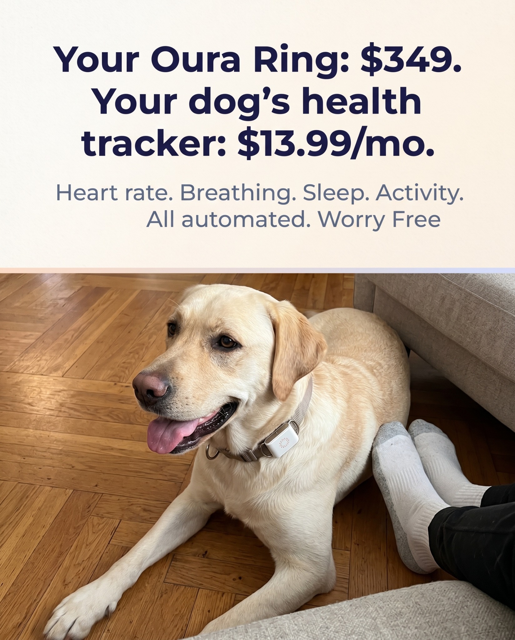 Maven Pet Facebook ad