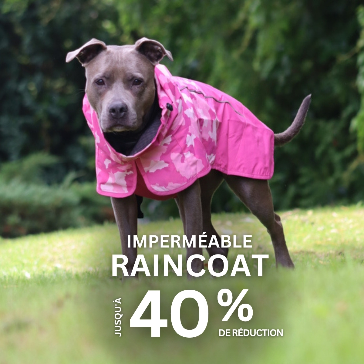 Spark Paws Facebook ad