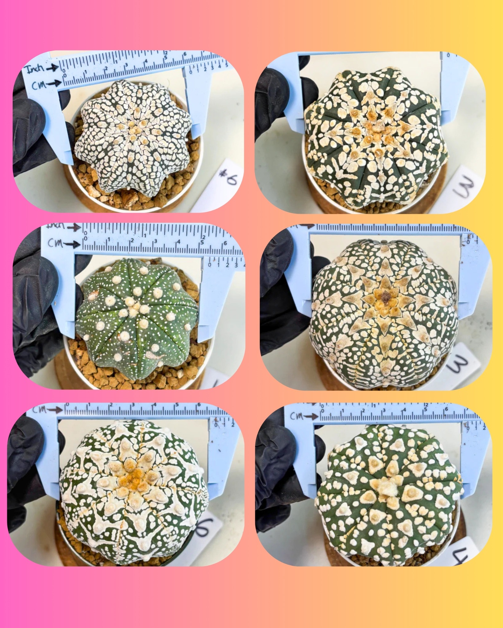 LvJungle Plant Shop Facebook ad: Astrophytum
