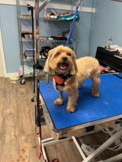 Wakefield Pet Spa Facebook ad: Where tails wag & pets shine!