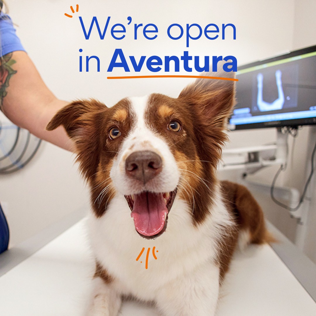 Chewy Vet Care Facebook ad