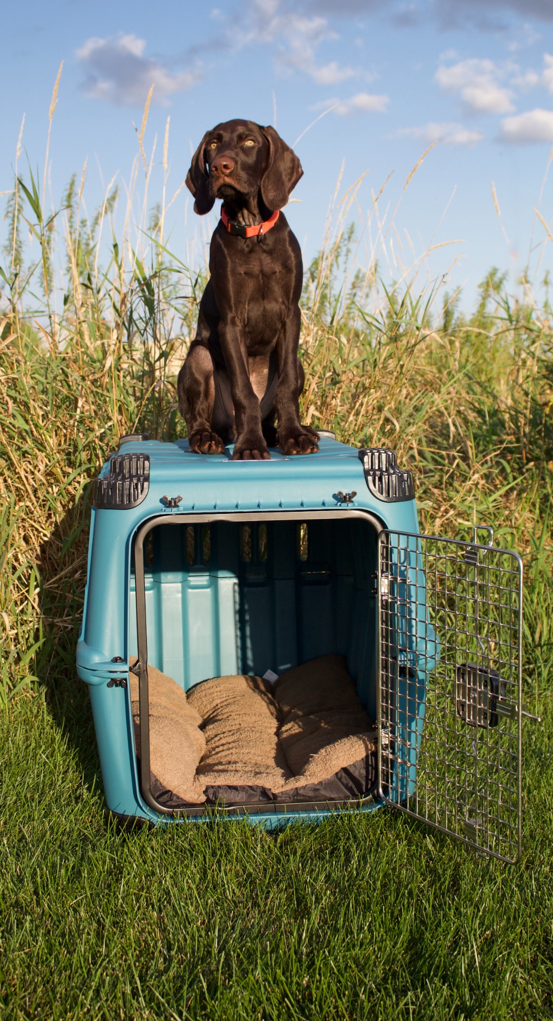 Mammoth Pet Products Facebook ad from Apr 14, 2026