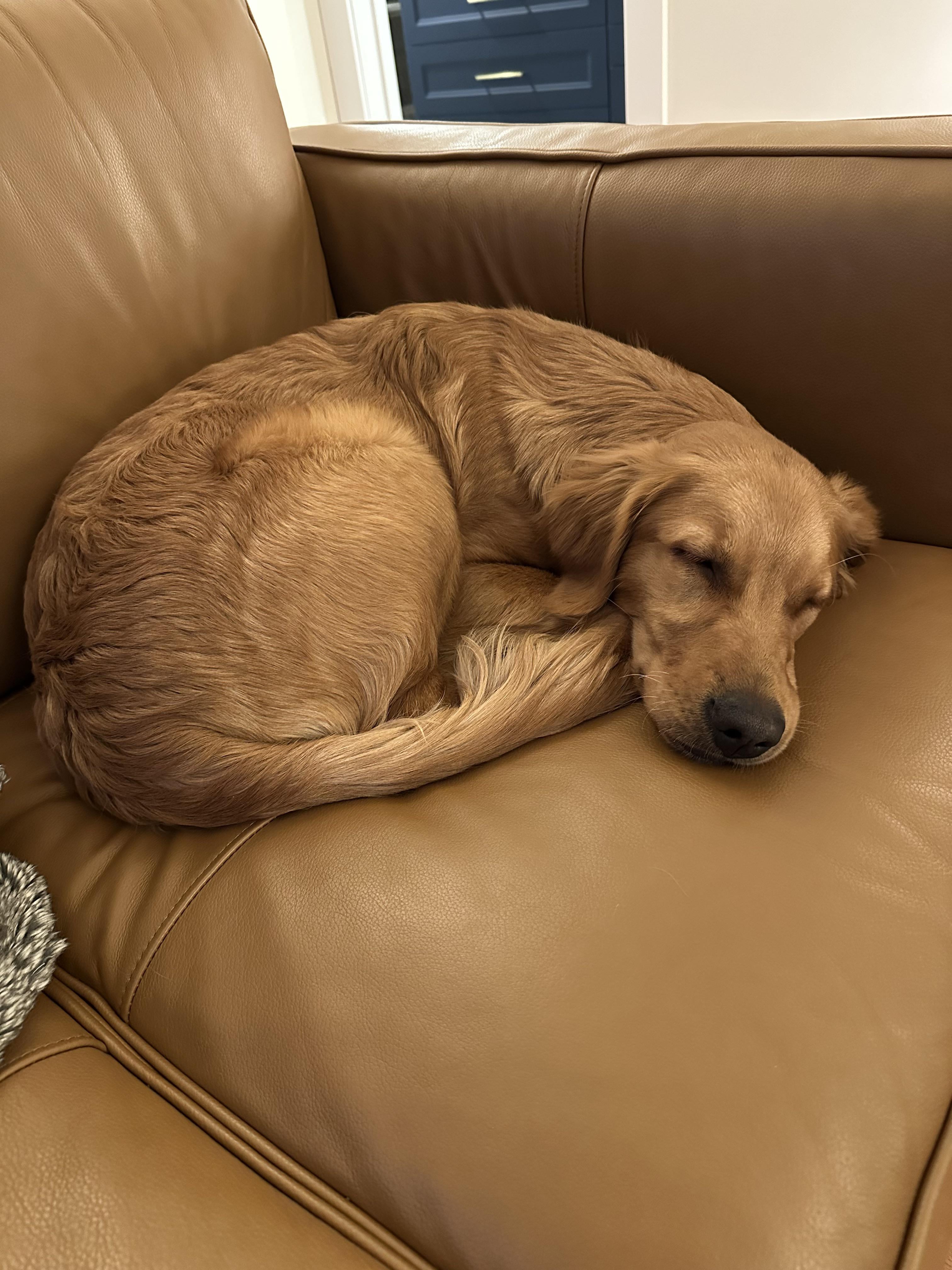 Emma Collins Facebook ad: Read this if your puppy WON'T potty train