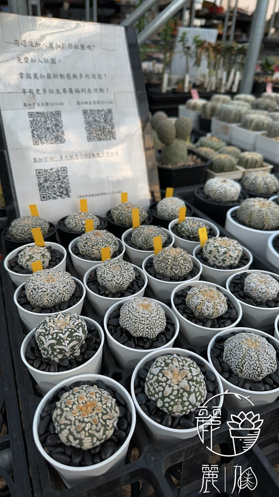 麗加-多肉植物專賣-玉露錦、仙人掌、岩牡丹、大型海星爪超兜、各式精品多肉植栽 Facebook ad: 麗加多肉x週週蝦皮直播