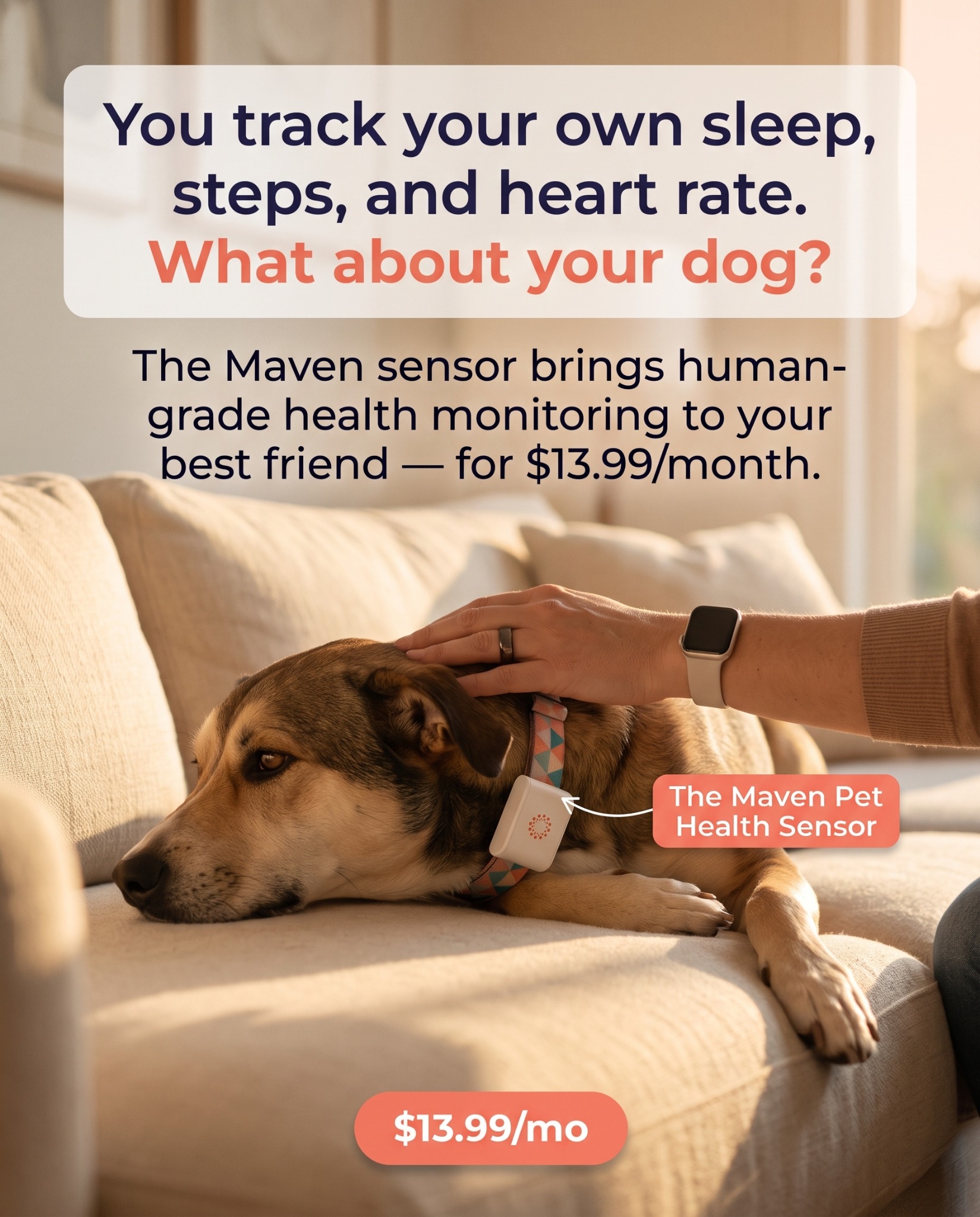 Maven Pet Facebook ad
